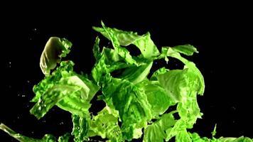 Pieces of lettuce with drops of water rise up and fall down. On a black background. Filmed is slow motion 1000 fps. High quality FullHD footage video