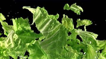 Stücke von Grüner Salat Blätter mit Wasser fliegen oben und fallen runter. auf ein schwarz Hintergrund. gefilmt ist schleppend Bewegung 1000 fps. video