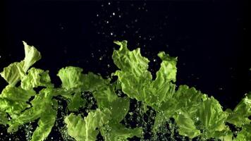 Pieces of lettuce leaves with water fly up and fall down. On a black background. Filmed is slow motion 1000 fps. video