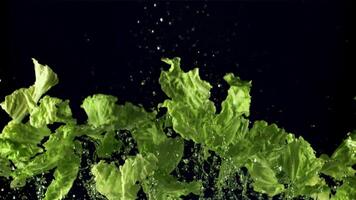 Stücke von Grüner Salat Blätter mit Wasser fliegen oben und fallen runter. auf ein schwarz Hintergrund. gefilmt ist schleppend Bewegung 1000 fps. video