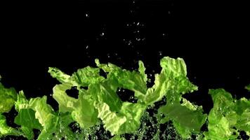 salade feuilles avec l'eau monter en haut et tomber bas. sur une noir Contexte. filmé sur une haute vitesse caméra à 1000 ips. video