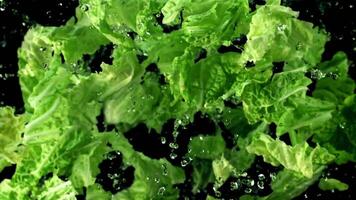 Lettuce leaves with water rise up and fall down. On a black background. Filmed on a high-speed camera at 1000 fps. video