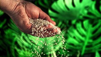 ungekocht Reis Stürze von ein des Mannes Hand. gegen ein Hintergrund von Grün. gefilmt auf ein schnelle Geschwindigkeit Kamera beim 1000 fps. video
