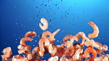 Shrimp with splashes of water soar up and fall. On a blue background. Filmed is slow motion 1000 fps. video