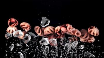 Boiled octopuses with ice rise up and fall down. On a black background. Filmed is slow motion 1000 fps. video