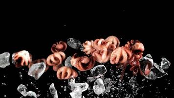 gekookt octopussen met ijs stijgen omhoog en vallen omlaag. Aan een zwart achtergrond. gefilmd is langzaam beweging 1000 fps. video