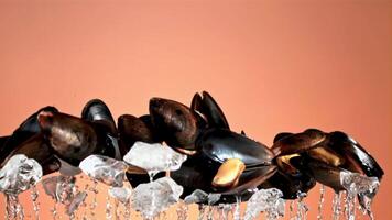 mejillones con piezas de hielo subir arriba y caer. en un rosado antecedentes. filmado es lento movimiento 1000 fps. video