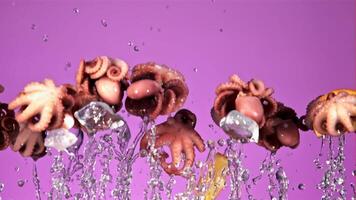 Boiled octopuses rise up and fall down. On a purple background. Filmed is slow motion 1000 fps. video