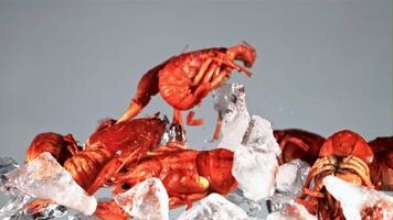 Boiled crayfish with pieces of ice fly up and fall down. On a blue background. Filmed on a high-speed camera at 1000 fps. video