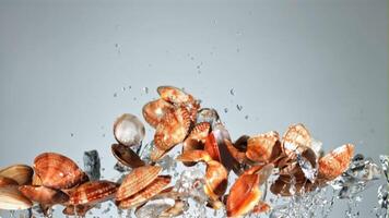 Mussels with splashes of water fly up and fall down. On a blue background. Filmed is slow motion 1000 fps. video