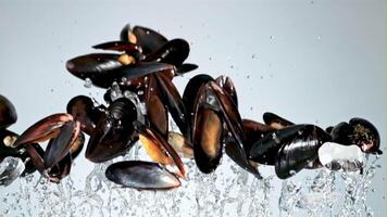 moules avec éclaboussures de l'eau mouche en haut et tomber bas. sur une bleu Contexte. filmé est lent mouvement 1000 ips. video