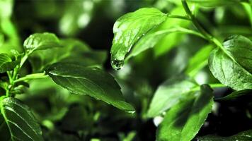 far cadere di acqua cascate a partire dal un' verde menta foglia. girato è lento movimento 1000 fps. alto qualità FullHD metraggio video