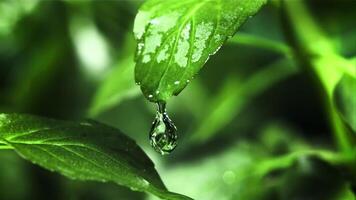 far cadere di acqua cascate a partire dal un' verde menta foglia. girato è lento movimento 1000 fps. alto qualità FullHD metraggio video