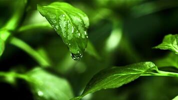 Drop of water falls from a green mint leaf. Filmed is slow motion 1000 fps. High quality FullHD footage video