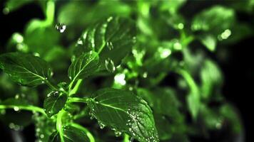 Raindrops fall on mint leaves. Filmed is slow motion 1000 fps. High quality FullHD footage video