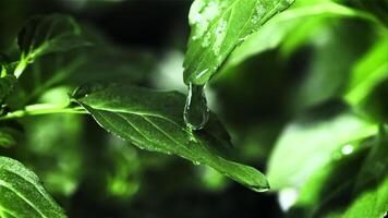 Drop of water falls from a green leaf. Filmed is slow motion 1000 fps. High quality FullHD footage video