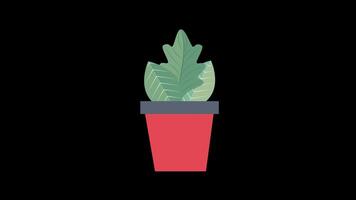 un' in vaso pianta con un' verde foglia icona concetto ciclo continuo animazione con alfa canale video