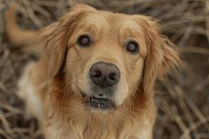 AI generated A playful golden retriever tilts its head, a look of joy and anticipation in its expressive eyes photo