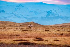 Fantastic scenery with fields in rural areas and majestic animals on lands near icelandic mountains, wildlife and snow covered peaks. Wild group of mooses in natural arctic landscapes of Iceland. photo
