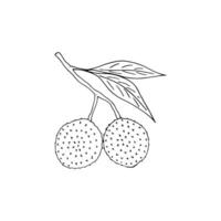Hand-drawn Lychee branch. Tropical fruit vector illustration isolated on white background. Organic food in doodle style.