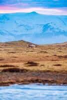 Arctic fauna seen on nordic frozen fields with colored sky and snow covered peaks, polar scandinavian scenery. Spectacular group of mooses on highland roadside in iceland, fantastic fauna. photo