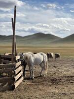 Horses and stable, Mongolia photo