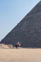 Camel, rider at Giza photo