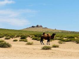 bactriano camello, mongol foto