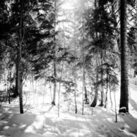 Black and white image of a forest in winter photo