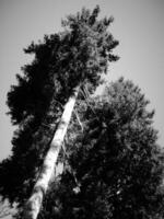 negro y blanco imagen de un hojas perennes árbol foto