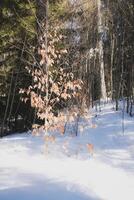 hermosa invierno bosque ver antes de puesta de sol foto