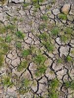 Top view of the dry field with some small green plants photo