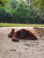 Orangutan Pongo Pygmaeus close up photo