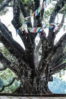 Old tree with prayer flas on photo