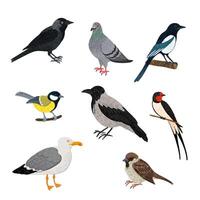 Vector Colorful Illustration Set of Different City Birds Isolated on White Background