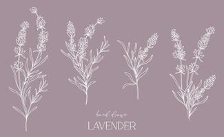 lavanda línea dibujo. negro y blanco floral ramos de flores flor colorante página. floral línea Arte. multa línea lavanda ilustración. mano dibujado flores botánico colorante. Boda invitación flores vector