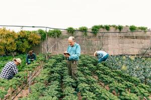 grupo de agricultores trabajando en agrícola tierra - granja personas estilo de vida concepto foto