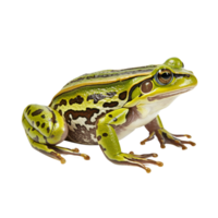 AI generated Frog clip art png