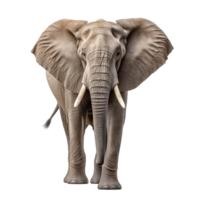 AI generated Elephant clip art png