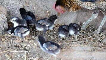 uma rebanho do filhotes forrageamento em a Relva dentro a rural manhã, filhotes dia velho aves de capoeira recém-nascido dentro uma Fazenda luz do sol, frango caminhando através a cena, filhotes comendo e crescente, filhotes Reprodução video