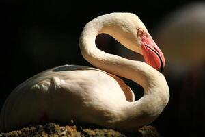 Female flamingo lying down and hatching isolate with black background photo