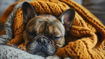 AI generated A charming French bulldog wears a comical expression, its wrinkled face conveying warmth and humor photo