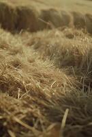 AI generated dried hay at close range grass photo