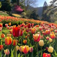 AI generated A picturesque hillside blanketed in colorful tulips radiates the essence of springtime exuberance photo
