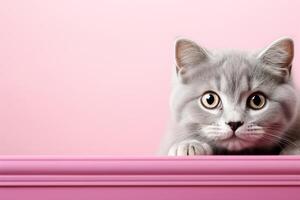 AI generated cute young gray cat peeking out against a pink background photo