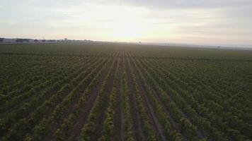 Drohne Aussicht auf endlos Reihen von Weinberge beim Sonnenaufgang video