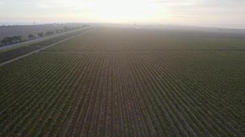 Aerial view on Endless rows of vineyards at sunrise video