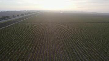 Aerial view on Endless rows of vineyards at sunrise video