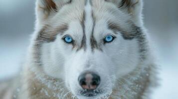 ai generado un majestuoso siberiano fornido mira directamente dentro el cámara, sus sorprendentes azul ojos radiante inteligencia y fuerza foto