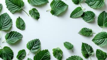 AI generated Abstract background of green leaves on a minimalistic white background with plenty of space for text photo